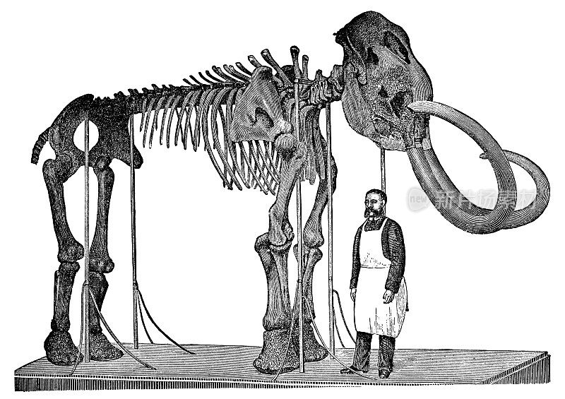 亚当斯完整的猛犸象骨架(Mammuthus Primigenius) - 19世纪